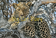 Big Cat Diary